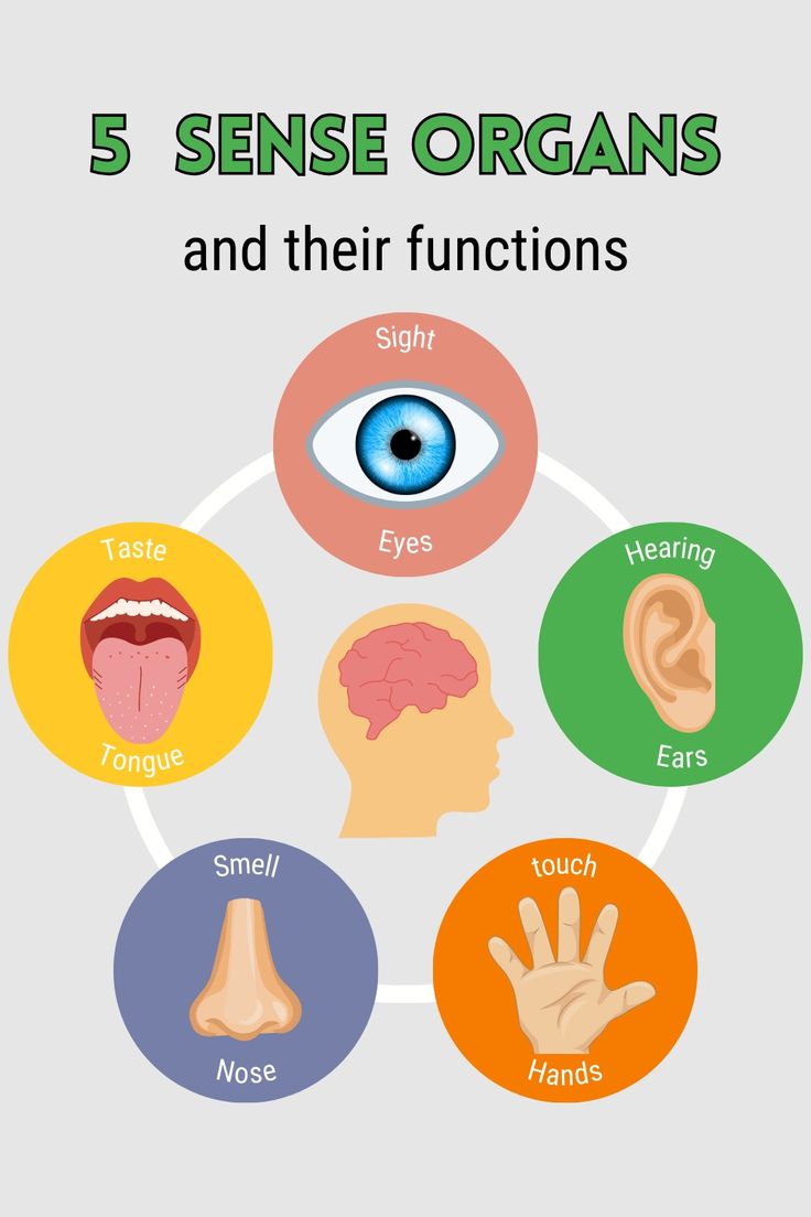Five sense organs and their functions